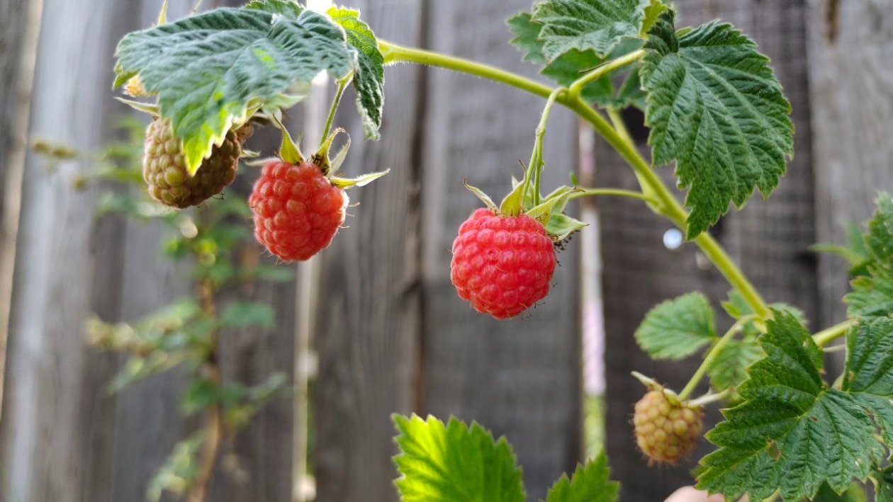 Малина Автора