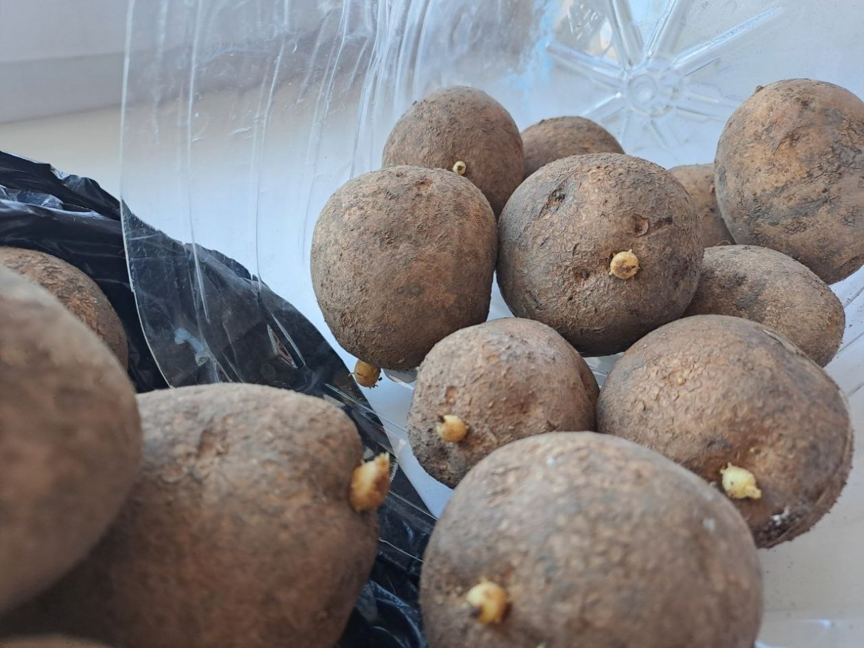 Картофель Ольга Долгополова, ИА UssurMedia