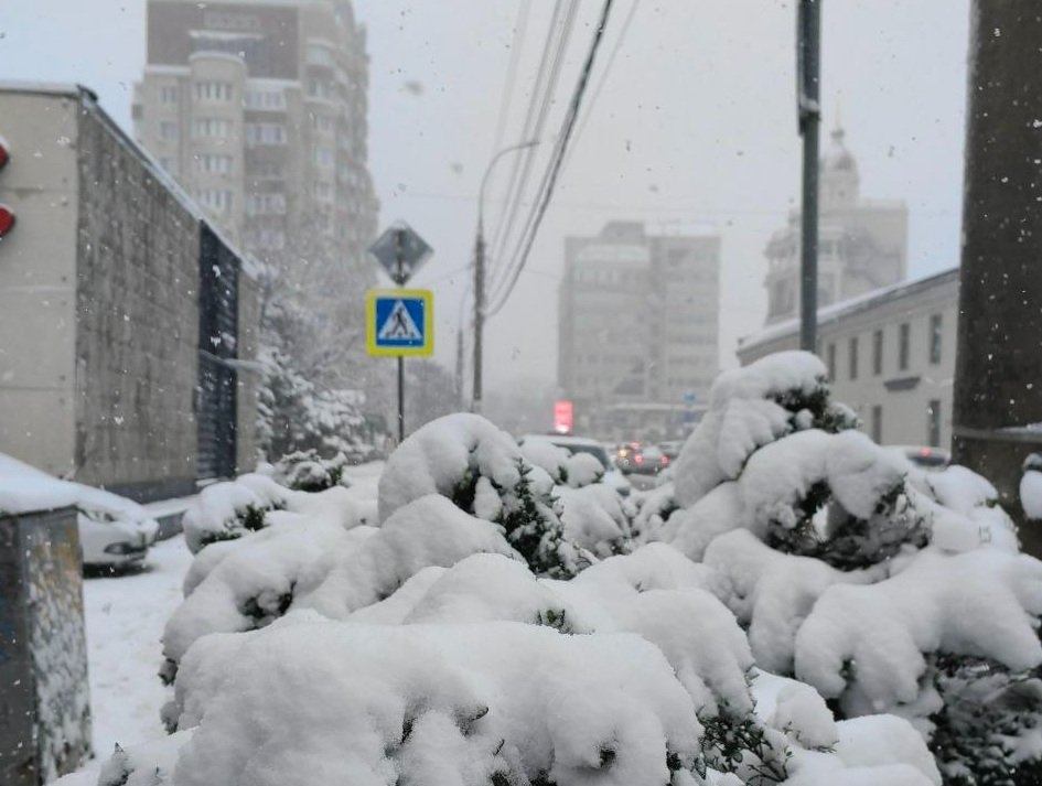 Снежная зима может повлиять на численность насекомых на Кубани ИА KrasnodarMedia
