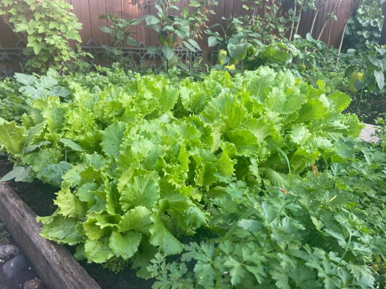 Дачники, отметьте лучшие даты для посадки зелени в 2026 году - пышные пучки до ноября ИА KrasnodarMedia