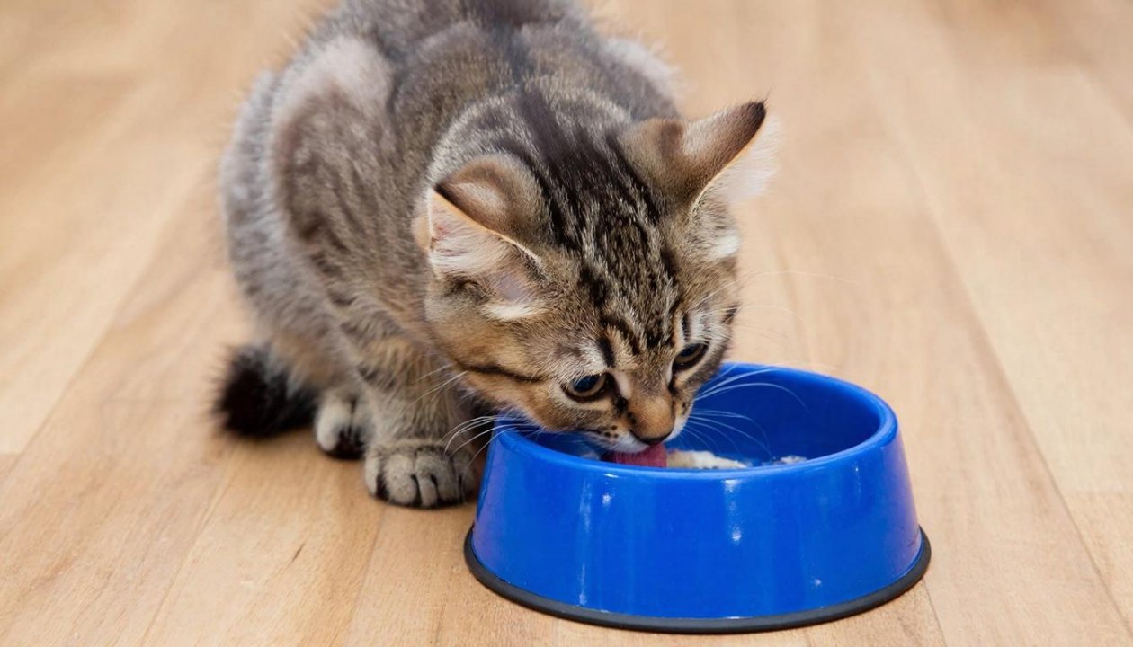 ИИ Kandinsky (18+)