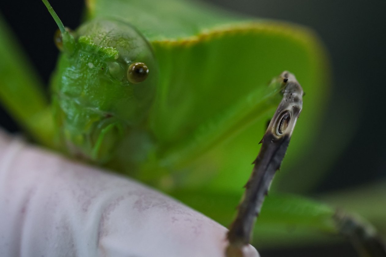 Гигантские новогвинейские кузнечики Пресс-служба Приморского океанариума