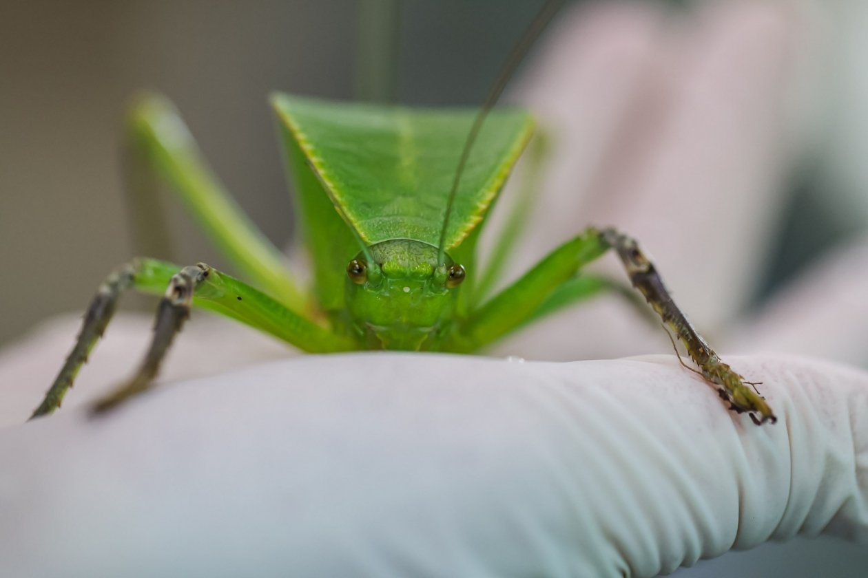 Пресс-служба Приморского океанариума