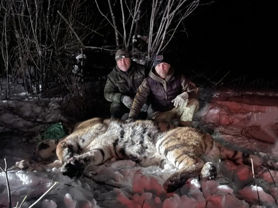 Очередного конфликтного тигра отловили в Хабаровском крае Управление охотничьего хозяйства правительства Хабаровского края