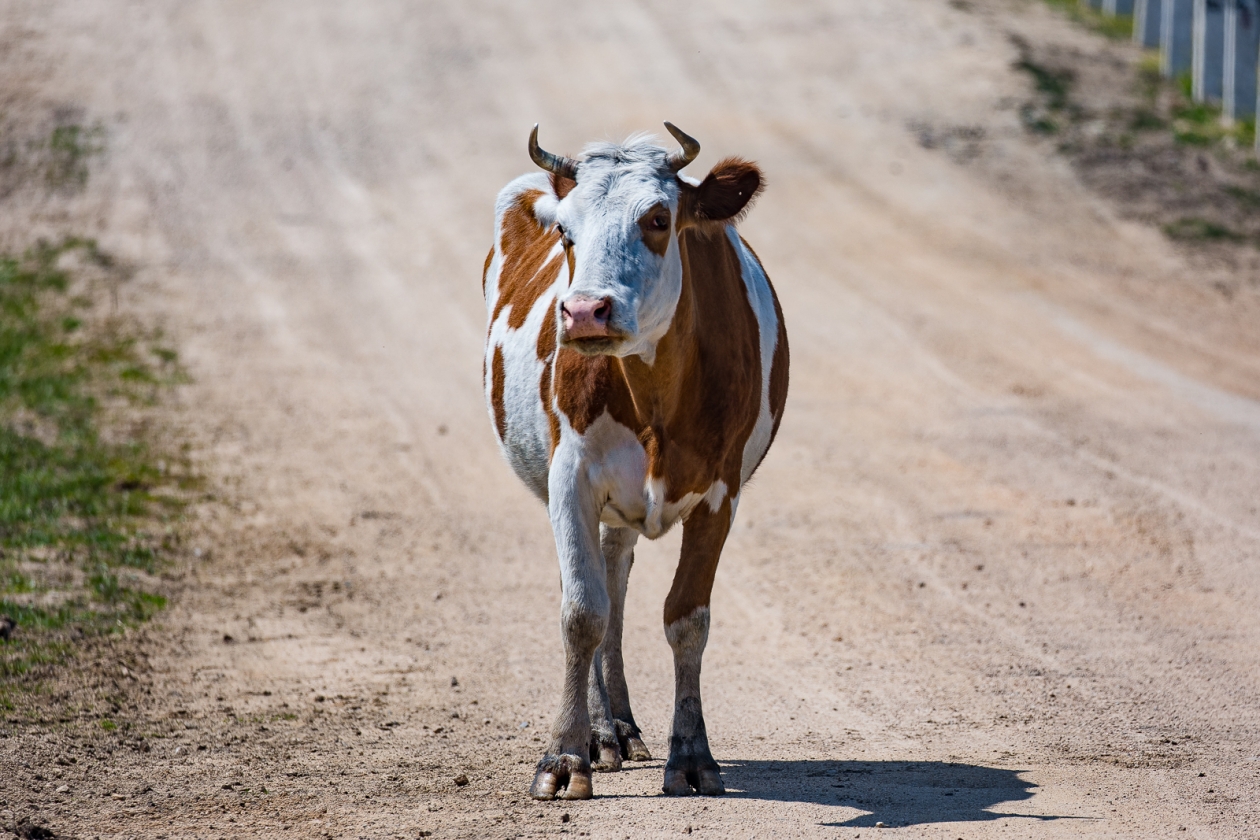 Корова Илья Аверьянов, ИА PrimaMedia