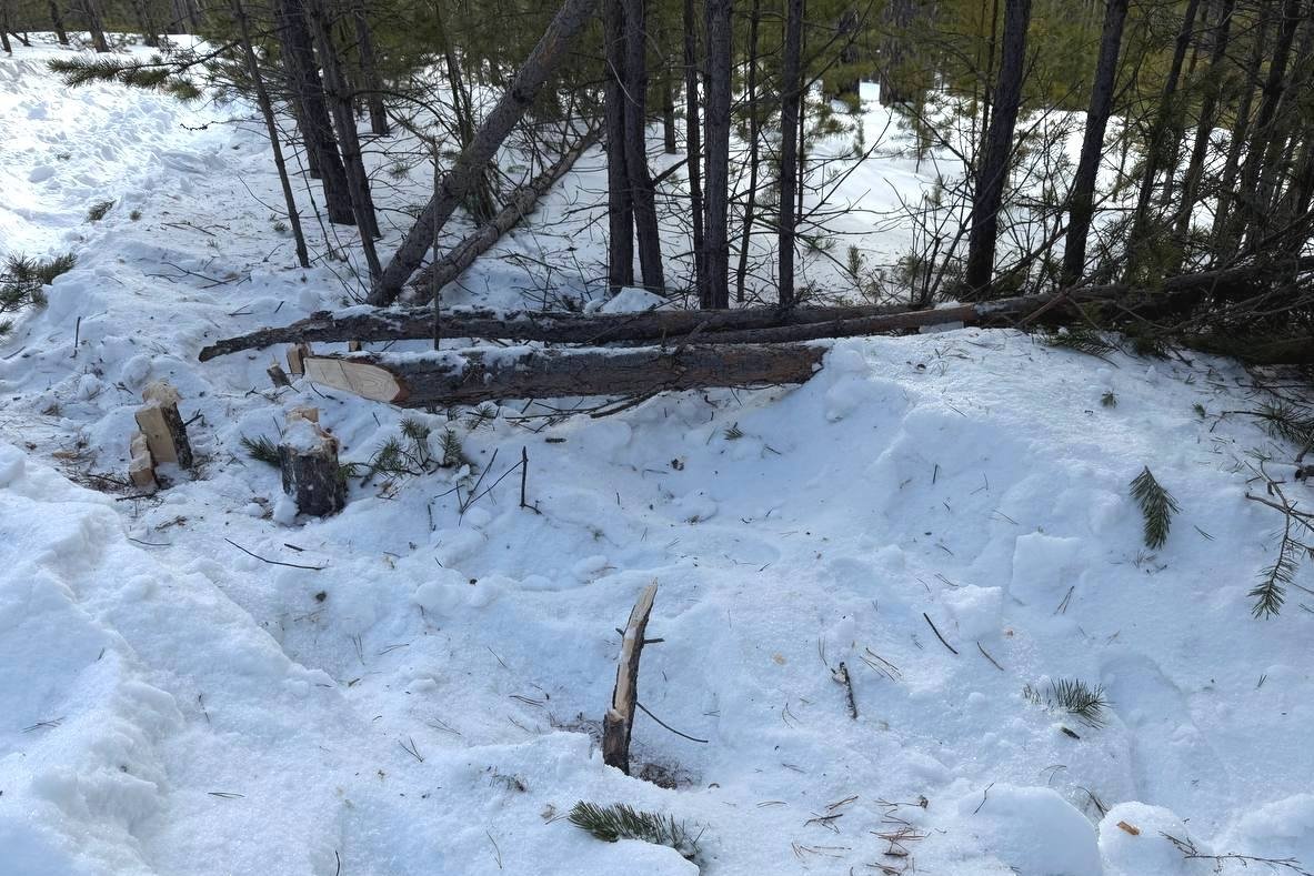 Городское лесничество