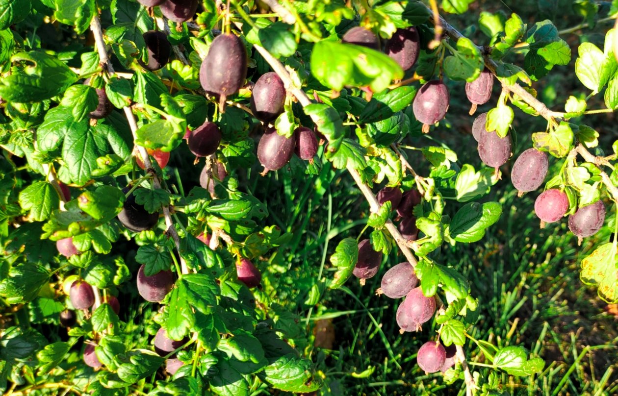 Крыжовник Автора