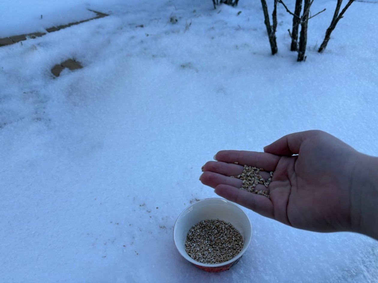 Миска крупы вместо 10 кг навоза: кидаем на снег в феврале - даже каменная почва станет мягкой ИА KrasnodarMedia