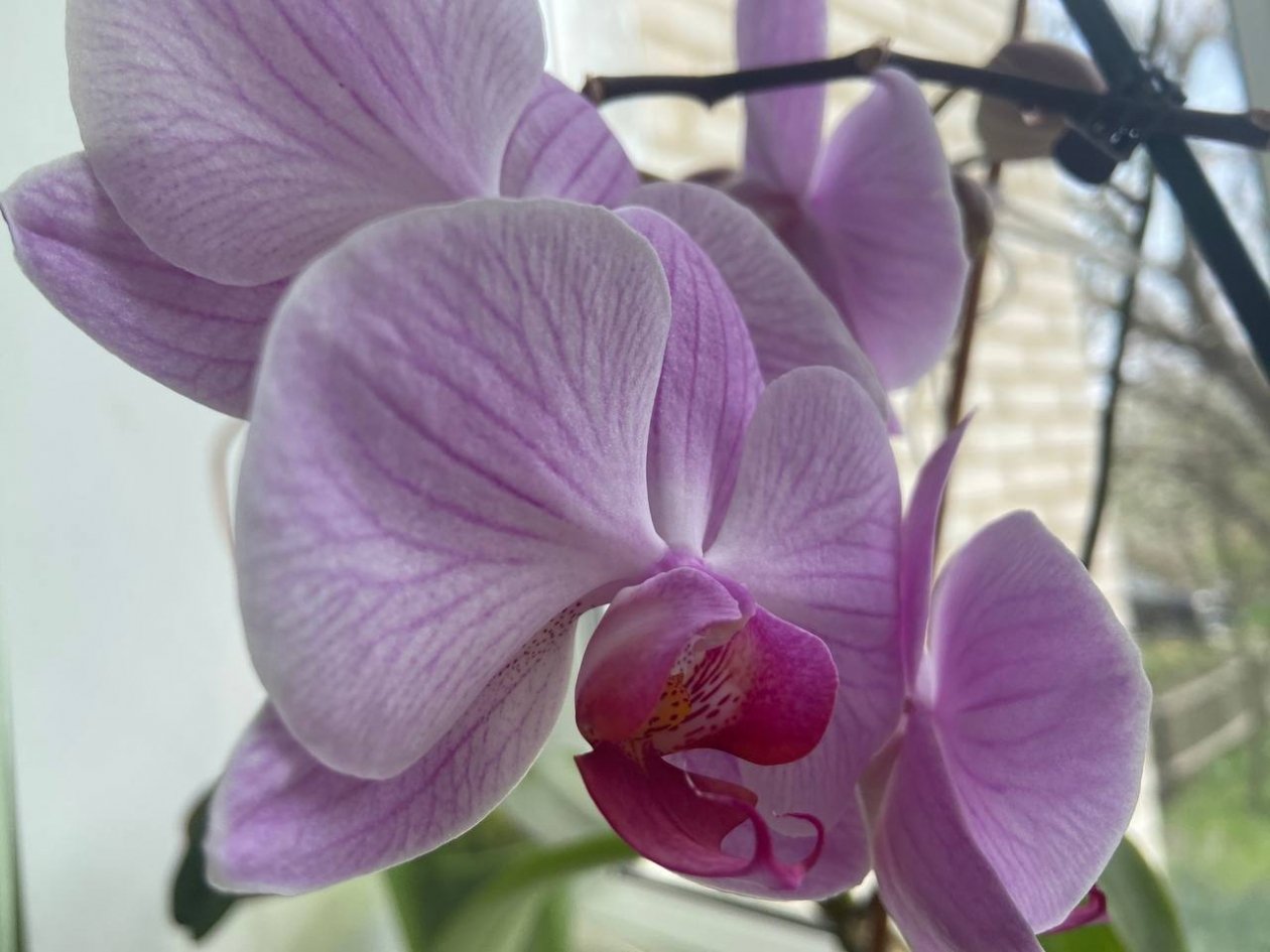 Орхидея на кухне - фатальная ошибка: 3 вещи, которые сразу погубят бутоны ИА KrasnodarMedia