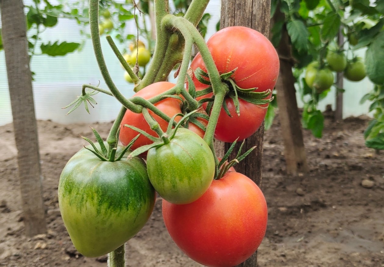 Томаты ИА KrasnodarMedia