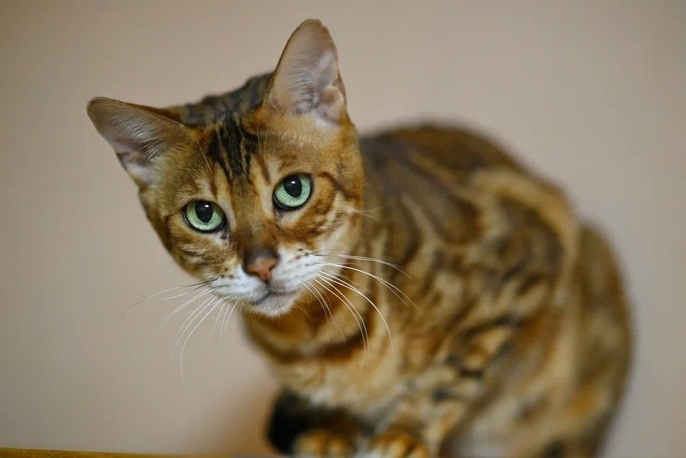 Чиара Из архива Е. Воиновой