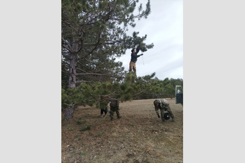 Семена хвойных деревьев заготавливают в Крыму Минприроды Крыма