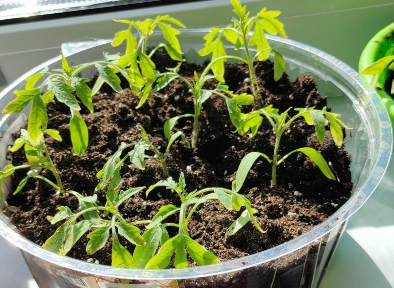 Хитрость для семян: 1 стакан кипятка — и рассада лезет густой щеткой уже на третий день ИА KrasnodarMedia