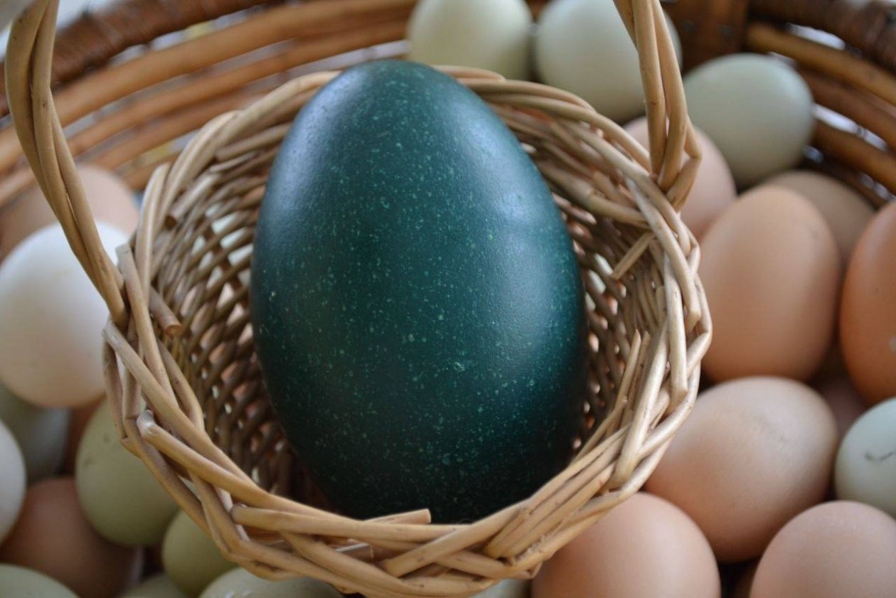 Эму снесли первое яйцо на Колыме &quotЭвелина&quot
