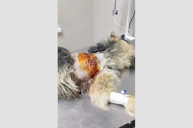 Зоозащитники спасли травмированного домашнего пса скриншот видео со страницы &quotДобрых рук&quot в соцсети