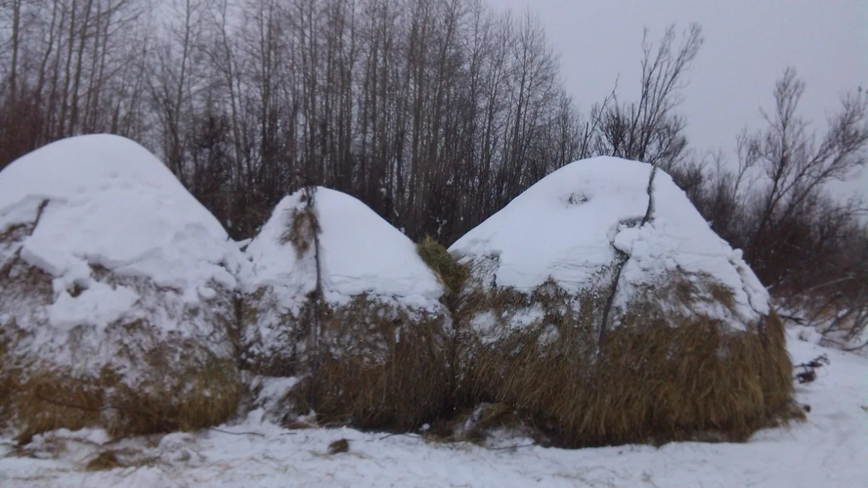 Сено полиция Забайкалья