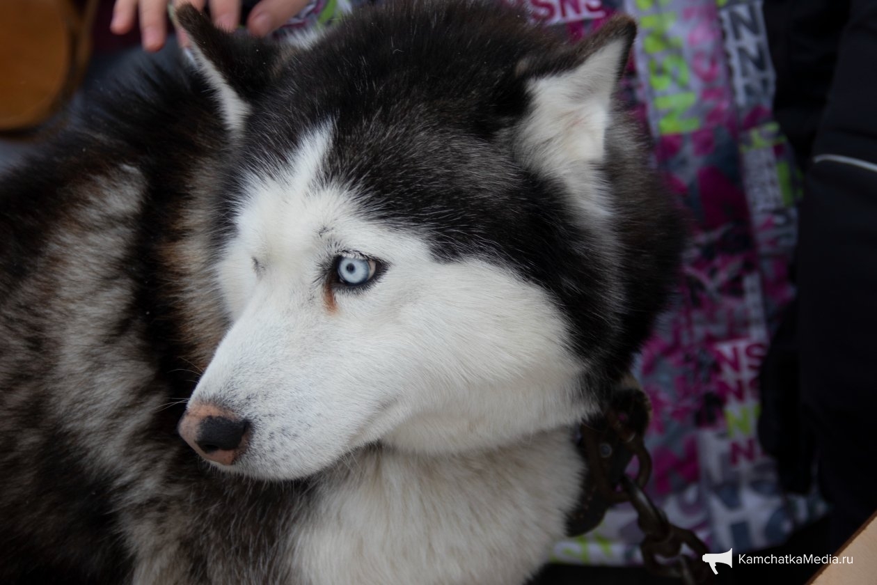 &quotСнежный путь&quot перенесут в центр Петропавловска-Камчатского Ирина Васильева, ИА KamchatkaMedia