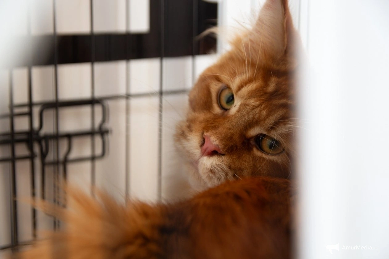 Тематическое фото ИА AmurMedia