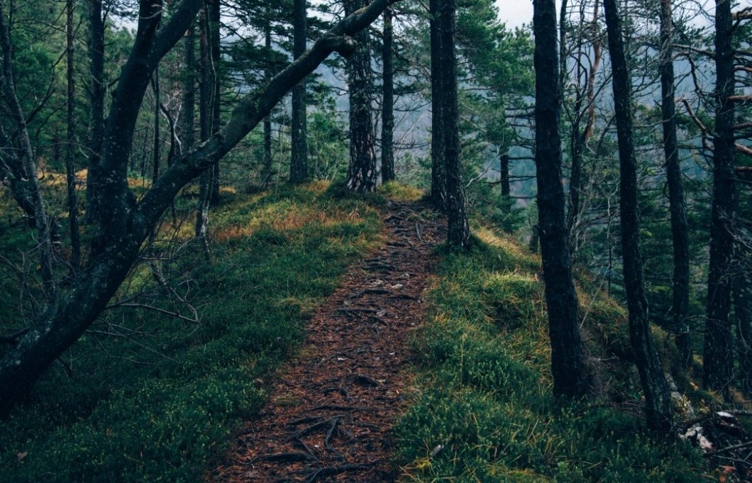 Тематическое фото pxhere.com