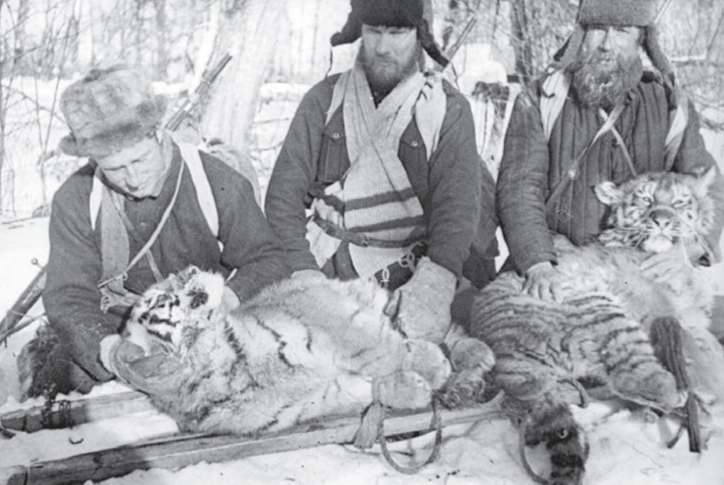 опубликовано в научной работе Центра «Амурский тигр» - «Амурский тигр: домыслы, легенды, факты. 1926 – 1970 гг.» (12+)