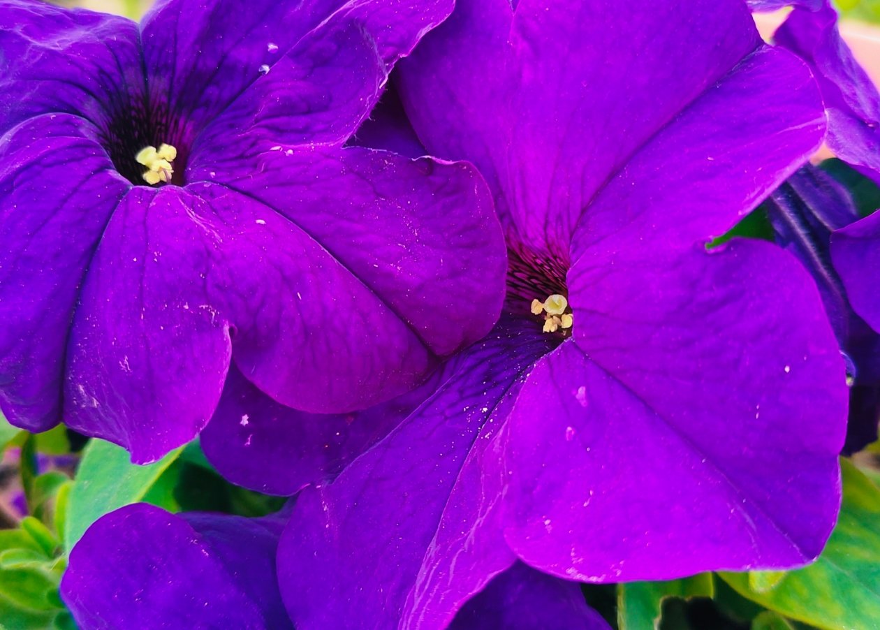 Петуния Автора