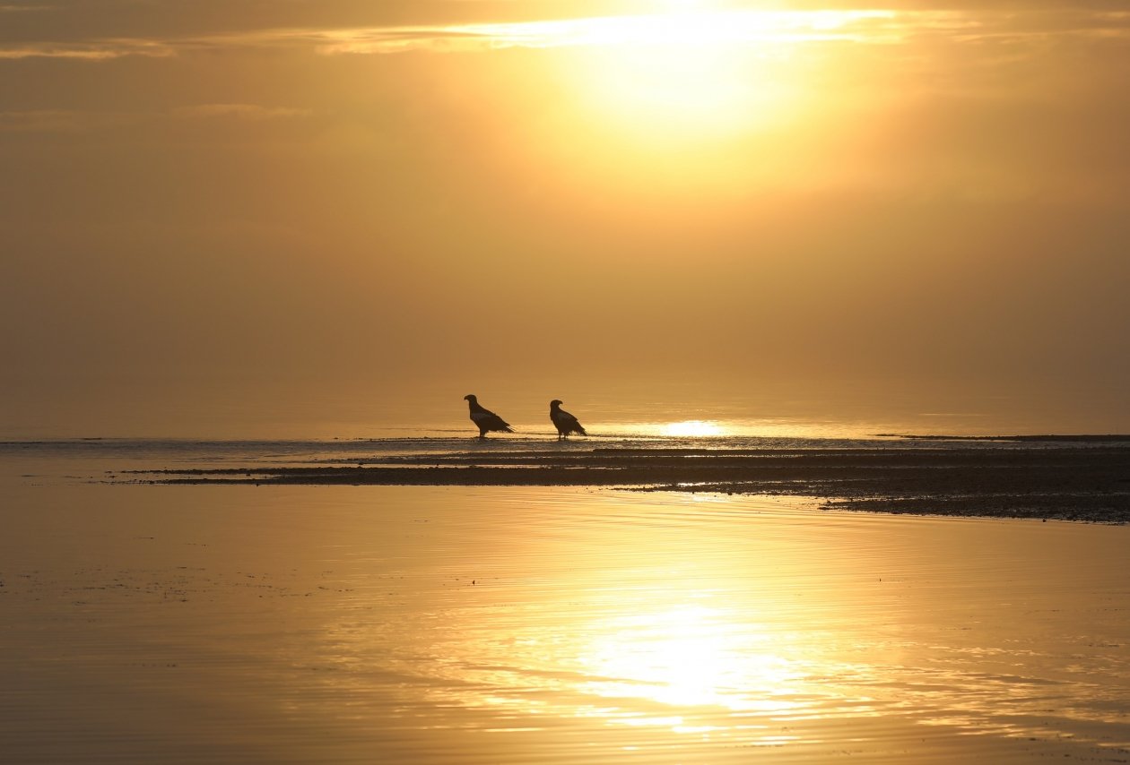 На Киринском ГКМ подведены итоги производственного экологического контроля за 2025 год предоставлено &quotГазпром добыча шельф Южно-Сахалинск&quot