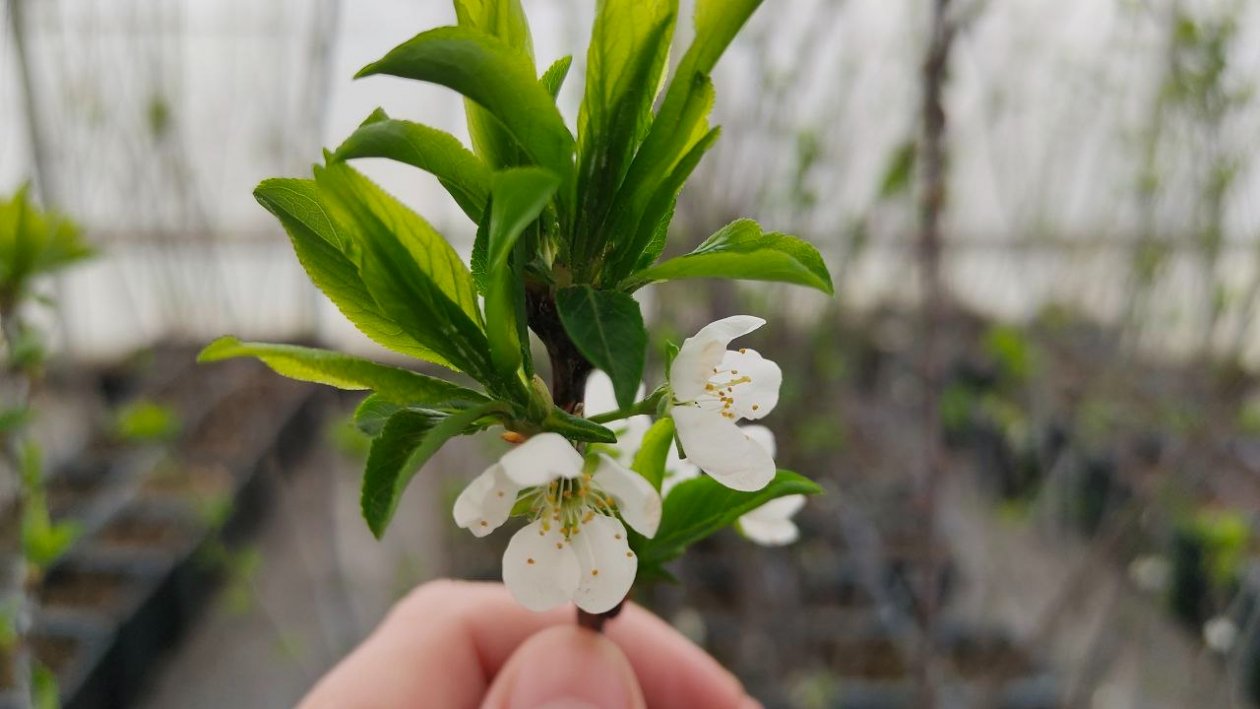 Вишня Автора