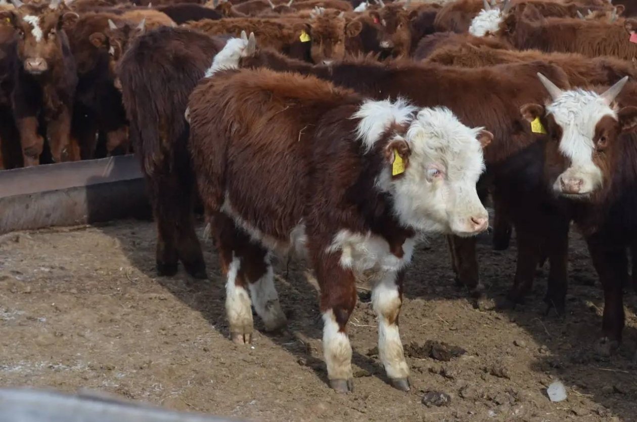Бурятия обсуждает поставки скота в три азиатские страны Минсельхоз Бурятии