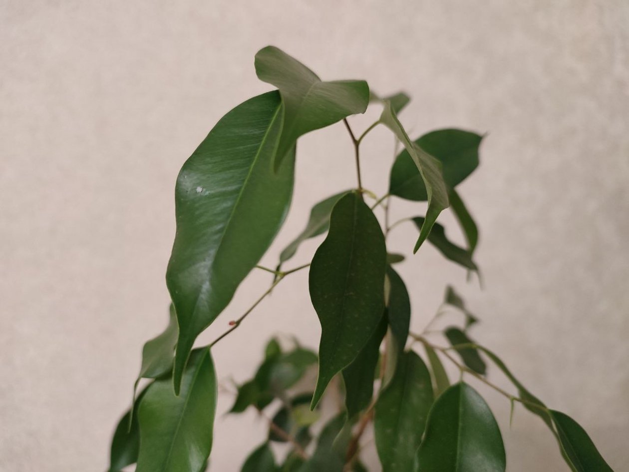 Раз в 12 дней замачиваем фикус - ни один листочек не высохнет и не опадает ИА KrasnodarMedia