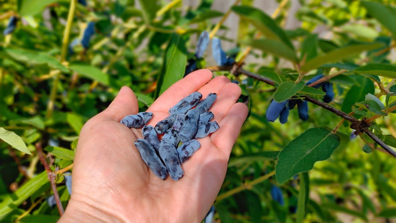 Жимолость Автора