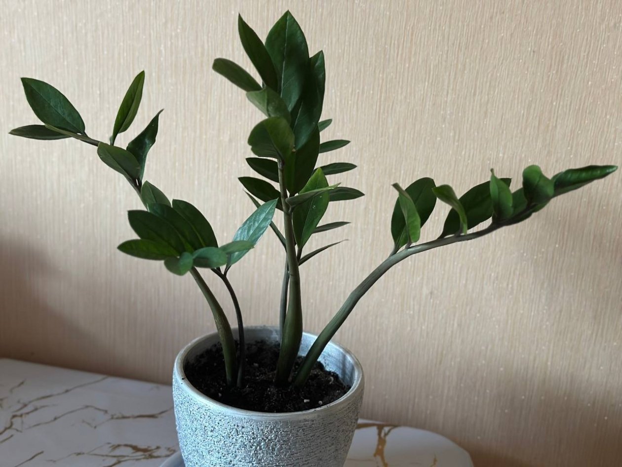 В какие дни февраля нужно поливать замиокулькас: разрастется до потолка ИА KrasnodarMedia