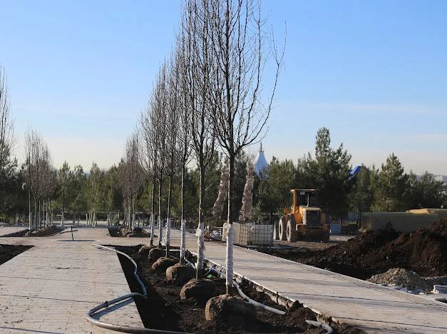 В Геленджике высаживают новый парк на 100 тысяч деревьев Пресс-служба администрации Геленджика