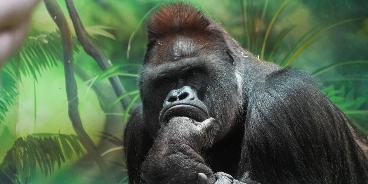 Горилла https://www.mos.ru/