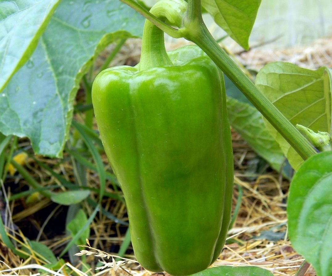 pxhere.com        pxhere.com