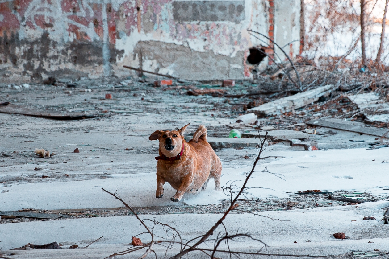 животные зоозащитники питомцы собака пес Илья Аверьянов, ИА PrimaMedia