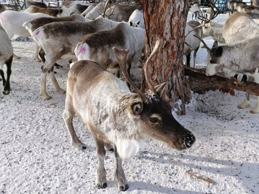 Северные олени предоставлено общиной &quotНонон&quot