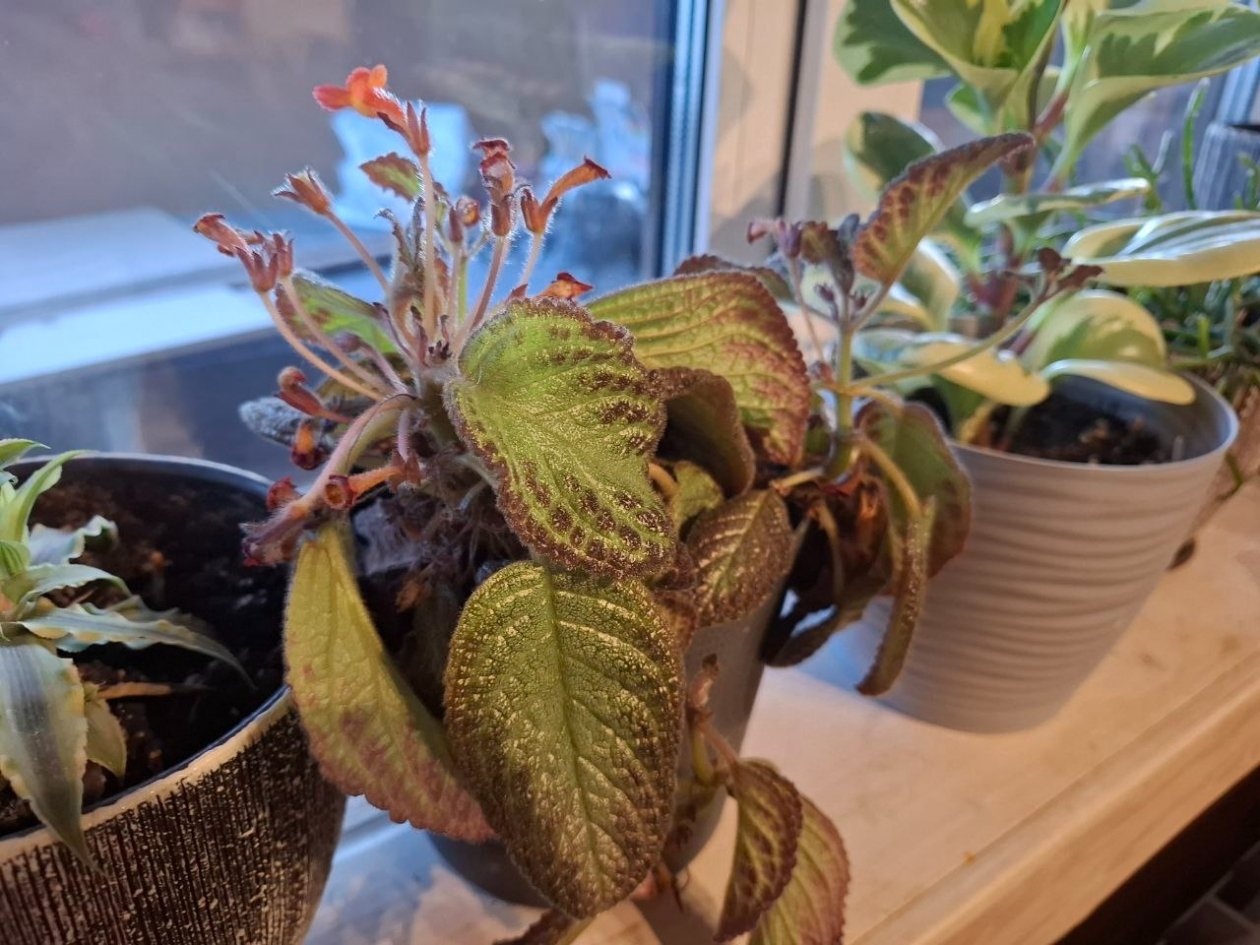 Проверила совет эксперта на своих цветах: чем подкормить орхидею и спатифиллум, чтобы они наконец зацвели ИА SevastopolMedia