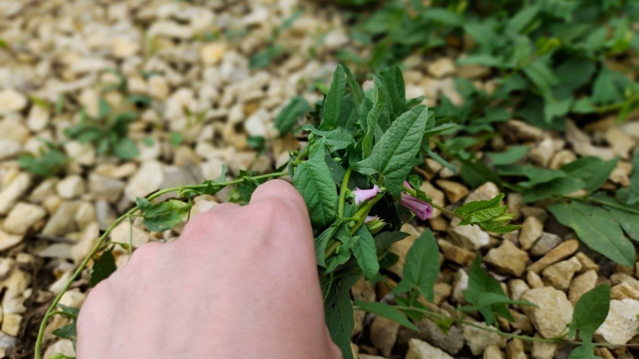 Применила советы агронома и сорняки исчезли: избавляюсь от травы раз и навсегда за считанные минуты ИА KrasnodarMedia