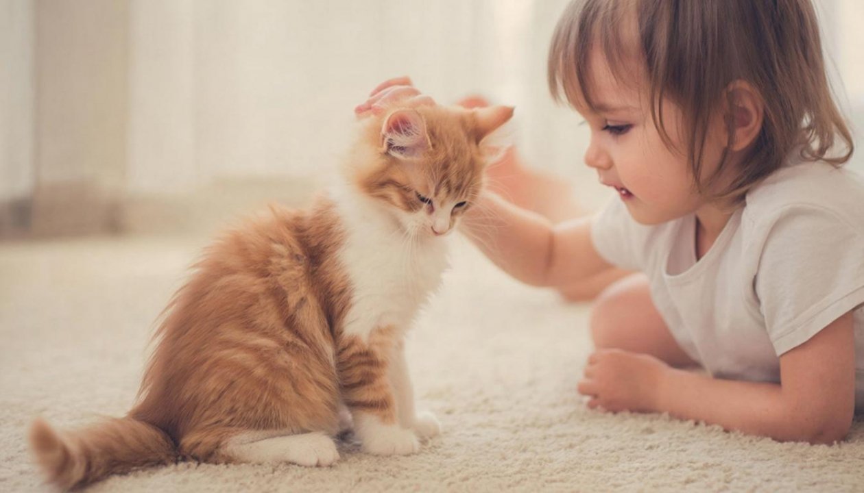 Эти 3 породы кошек искренне любят людей: уживутся даже с самыми капризными детьми ИИ Kandinsky (18+)