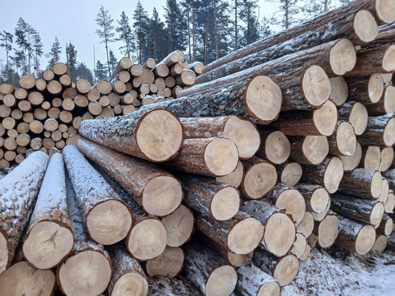 Экспорт леса из Бурятии превысил 1,5 тыс. кубометров Россельхознадзор