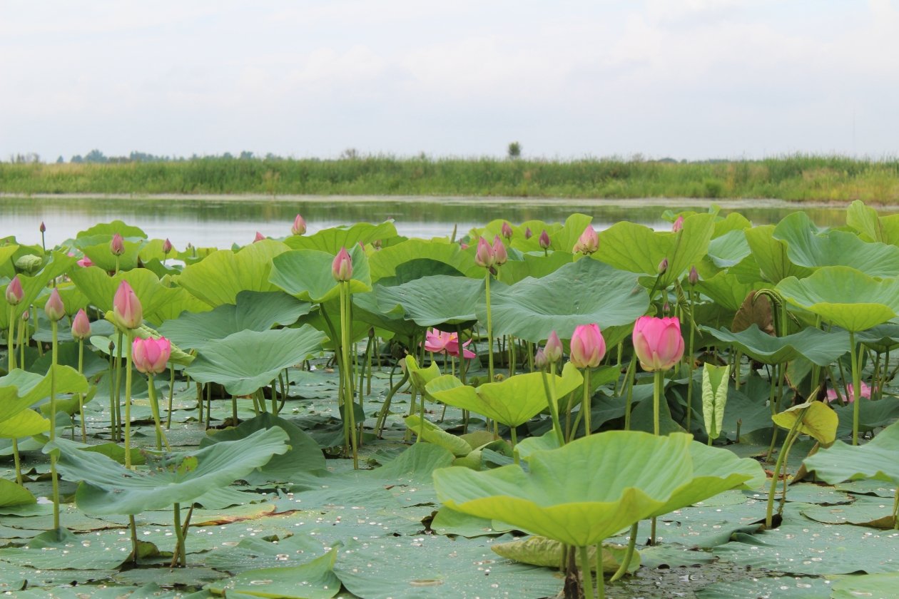 Один из проектов — ежегодный патриотический фестиваль у озера лотосов в Тамбовском округе Юлия Ожегова, ИА PriamurMedia