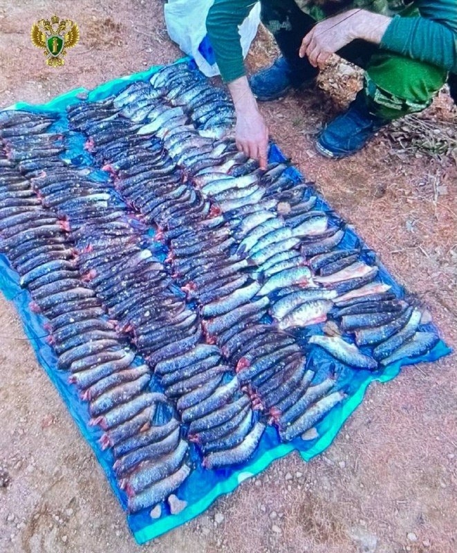 Рыба тг-канал (18+) Восточно-Сибирской транспортной прокуратуры