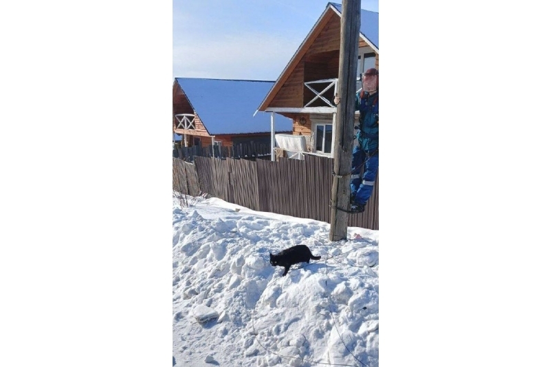 В Хомутове энергетики спасли просидевшего двое суток на опоре ЛЭП кота Тг-канал (18+) &quotСвет38&quot