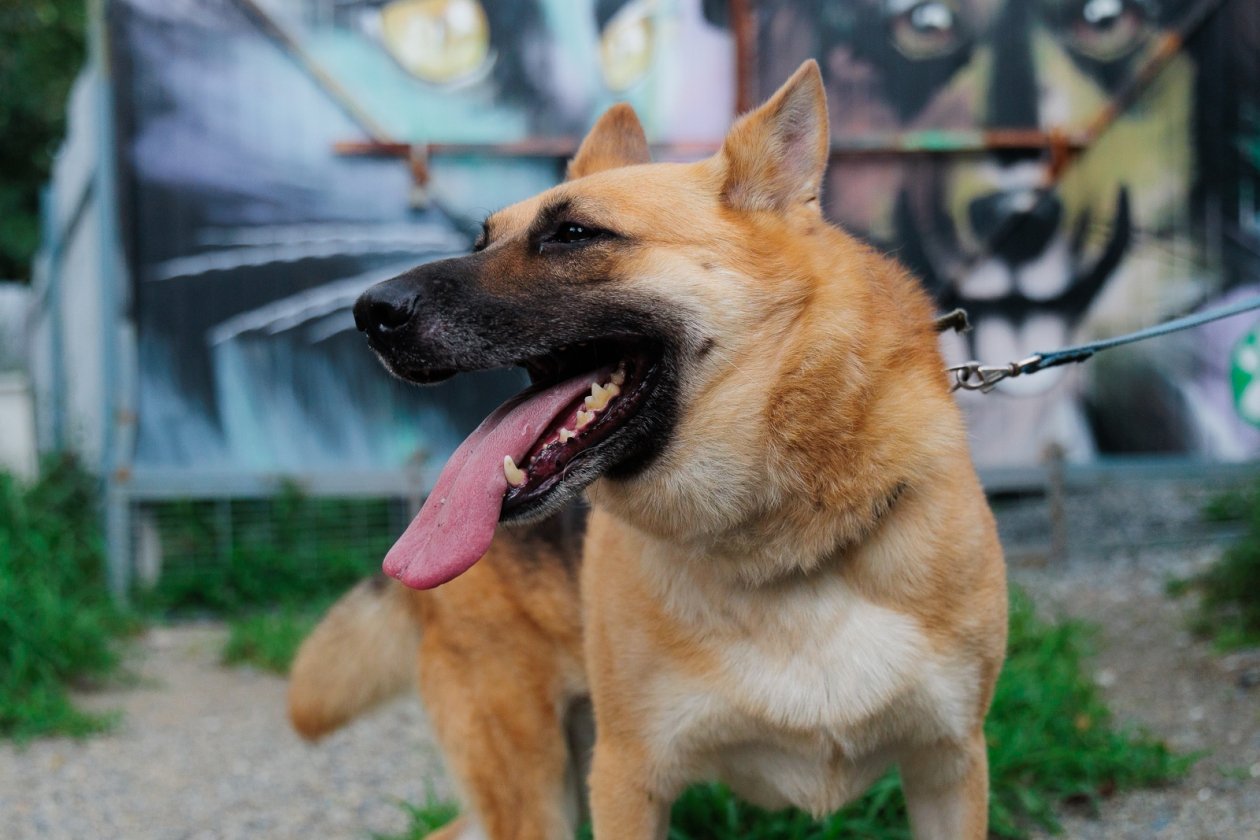 Иркутянам напоминают: нарушение правил содержания собак наказывается штрафами Евгений Кулешов, ИА PrimaMedia.ru