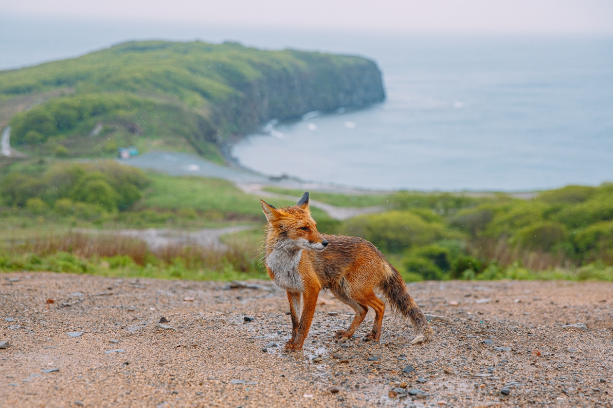Ученый объяснила, как распознать бешеное животное Мария Смитюк, ИА PrimaMedia