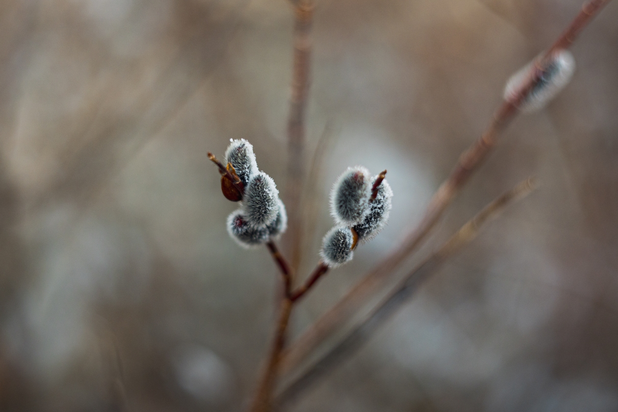 Синоптики анонсировали первый визит весны на Кубань Илья Аверьянов