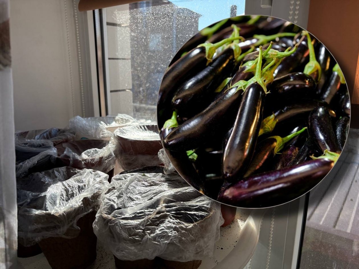 Как правильно сажать баклажаны на рассаду: вместе с перцами или в другие даты ИА KrasnodarMedia, engin akyurt/unsplash