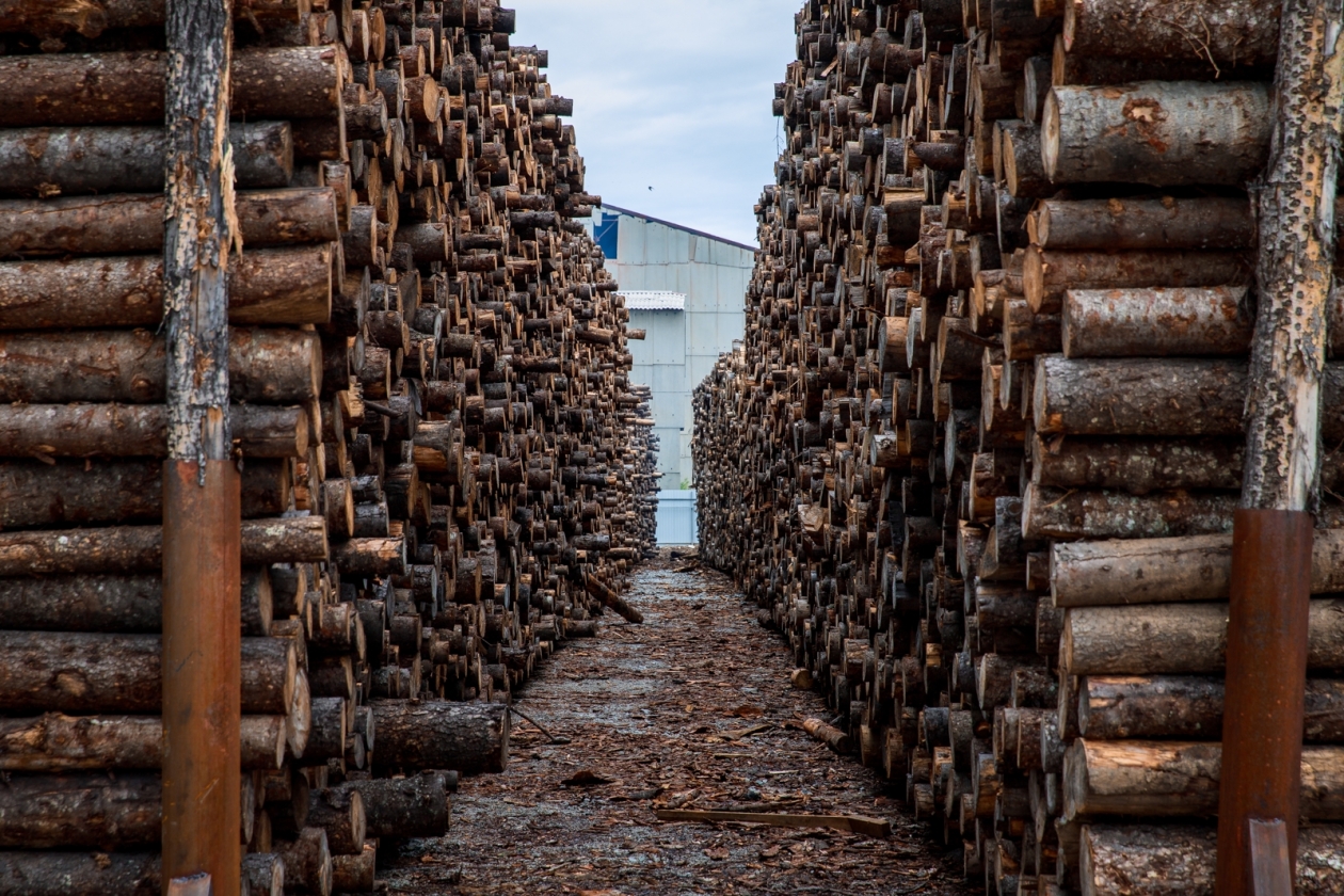 дерево, бревно, деревообработка, лес, древесина Илья Аверьянов, ИА PrimaMedia