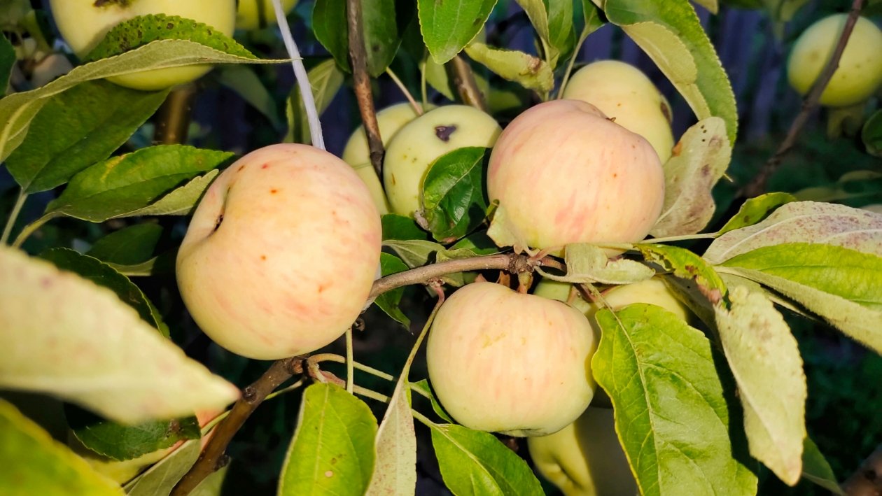 Яблоня Автора