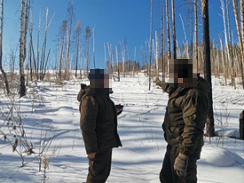 Осмотр места вырубки сухостоя с участием свидетеля СК по Бурятии